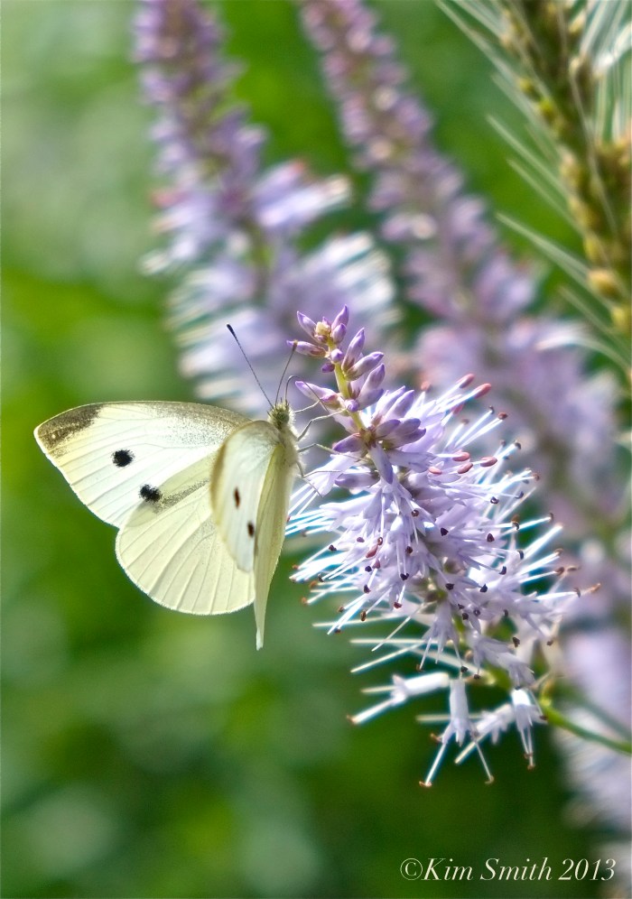 Veronicastrum virginicum Culver's Root ©Kim Smith 2013