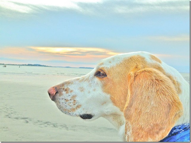 311670_467723776589309_772584781_n-1