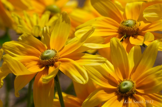 Annual Rudbeckia ©Kim Smith 2013