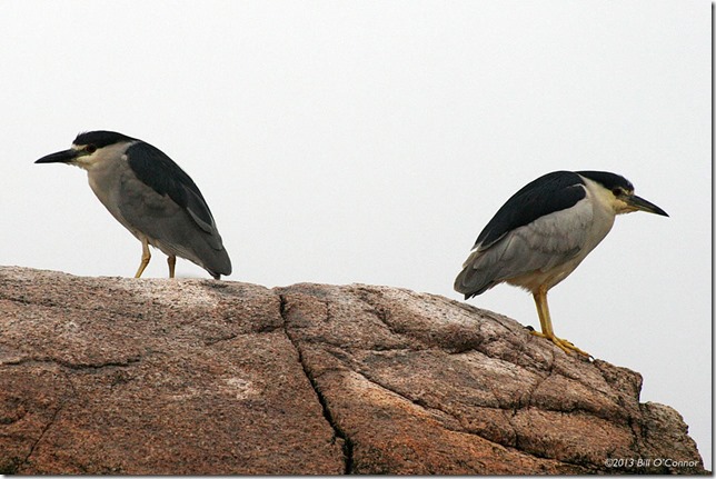 blackcrowned_bookends