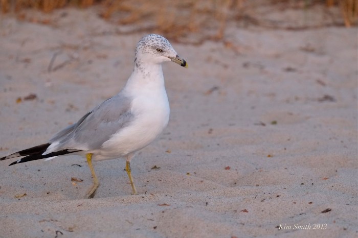 Homie ©Kim Smith 2013