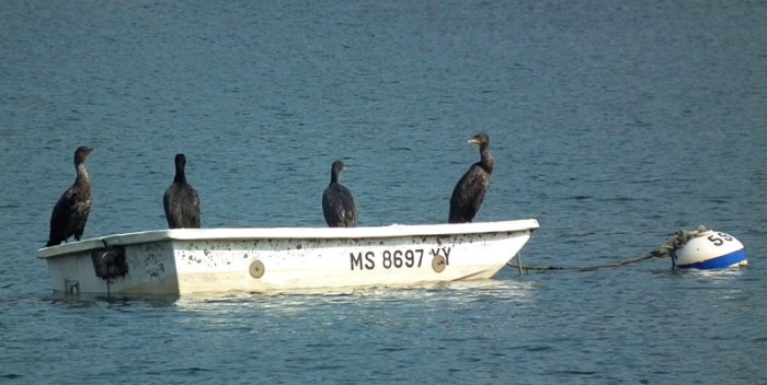 motley crew on smiths cove