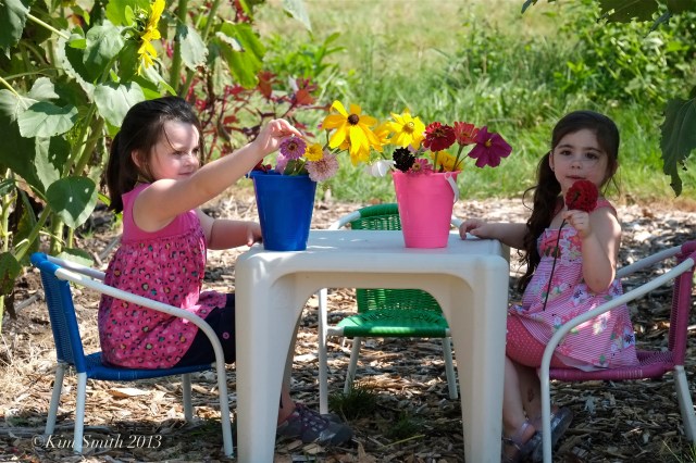 Pick your Own Long Hill Beverly ©Kim Smith 2013