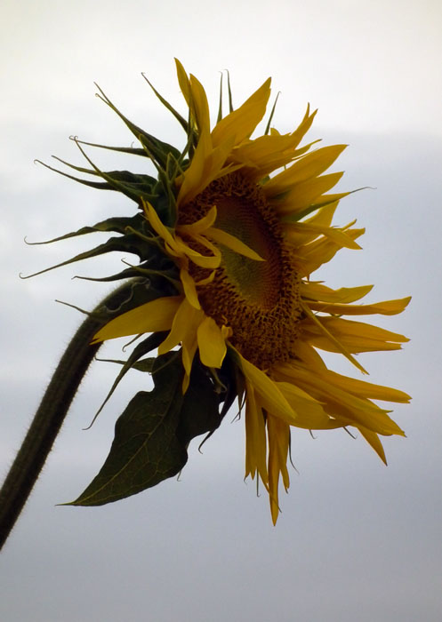 sailor stans sunflower