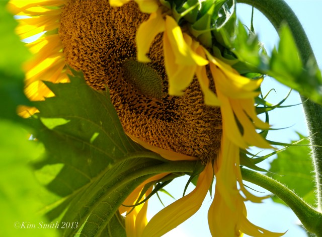 Sunflower ©Kim Smith 2013