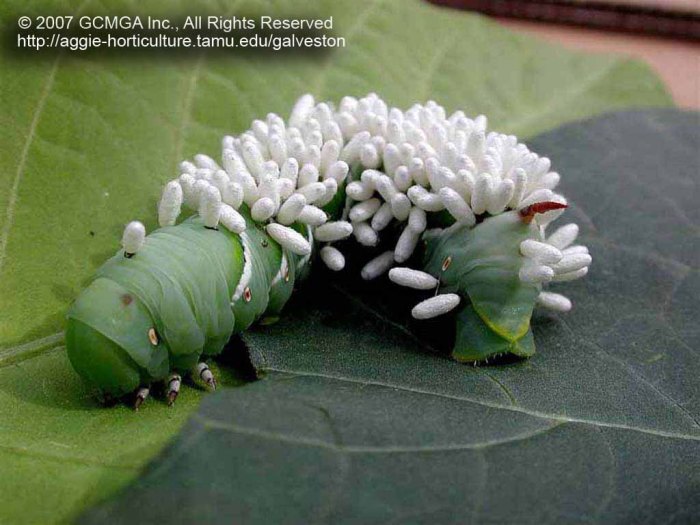 tomato hornworm white worm parasites