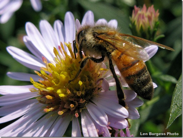 Asters&sBees9-17-13_0331