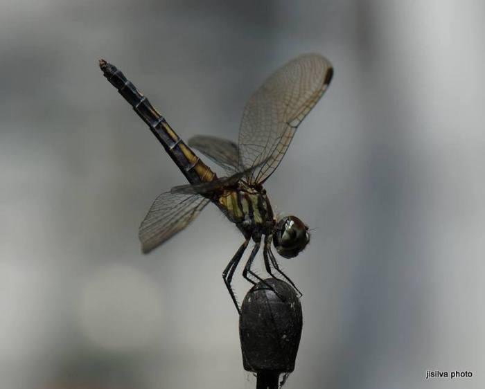 Posing on a car antennae at my house