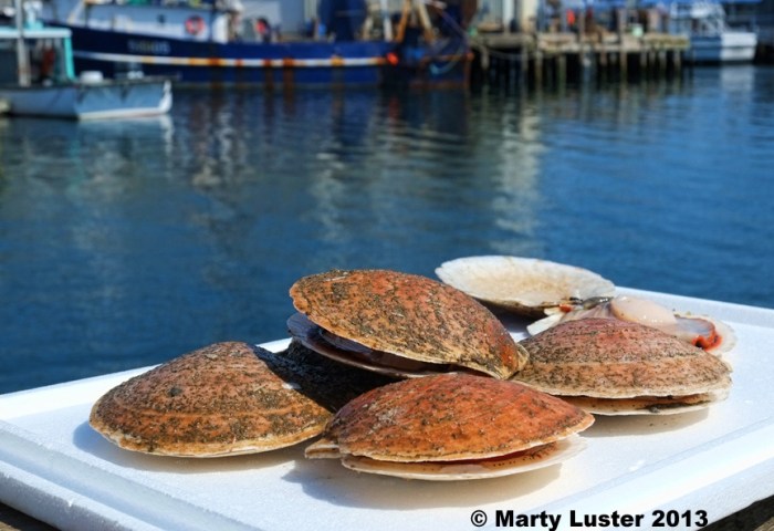 CroppedMartyImage-c_edited-1