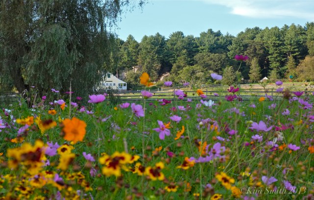 Donovan Wildflower Field & House ©Kim Smith 2013 copy