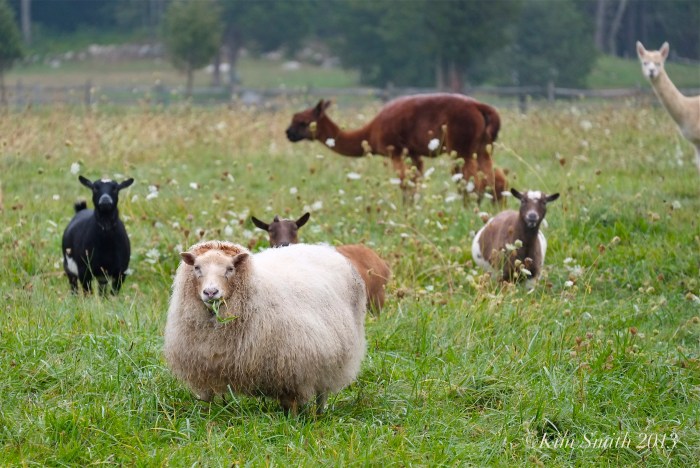 Essex MA ©Kim Smith 2013