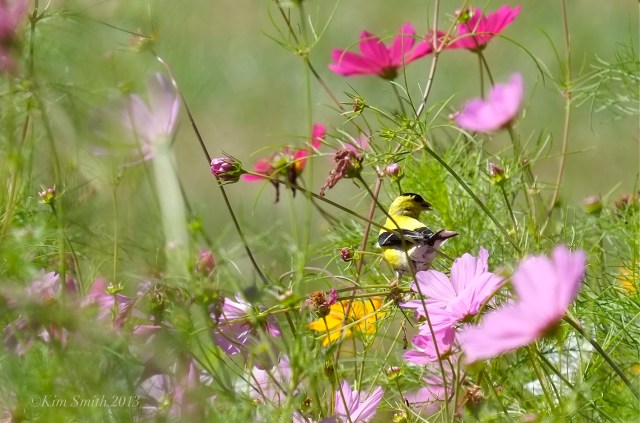 Male American Goldfinch and Cosmos ©Kim Smith 2013