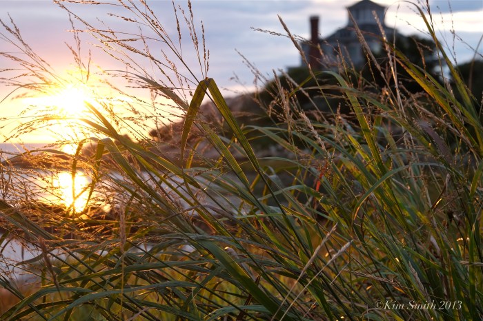 Good Harbor Beach grass © Kim Smith 2013