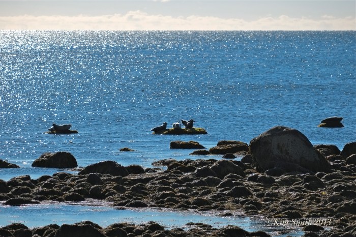 Harbor Seals Brace Cove Gloucester MA ©Kim Smith 2013