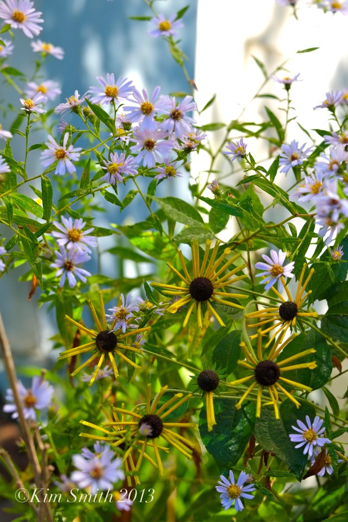 Henry Eiler's Sweet Coneflower ©Kim Smith 2013 copy