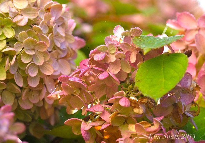 Hydrange paniculata grandiflora Pee gee Hydrangea ©KIM SMITH 2013