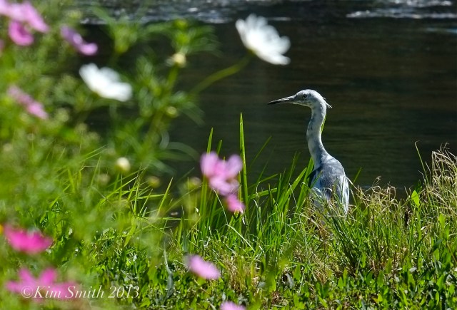 Juvenile Blue Heron & Cosmos Donovan ©Kim Smith 2013