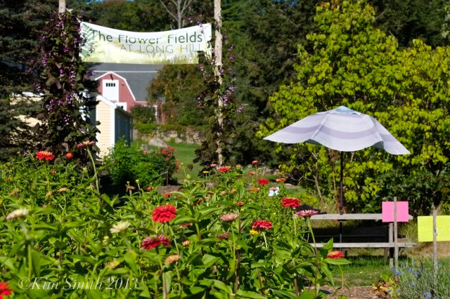 Long Hill Beverly ©Kim Smith 2013