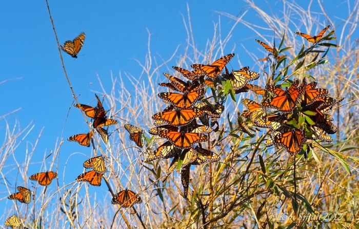Monarch butterflies daybreak willow tree ©Kim Smith 2012