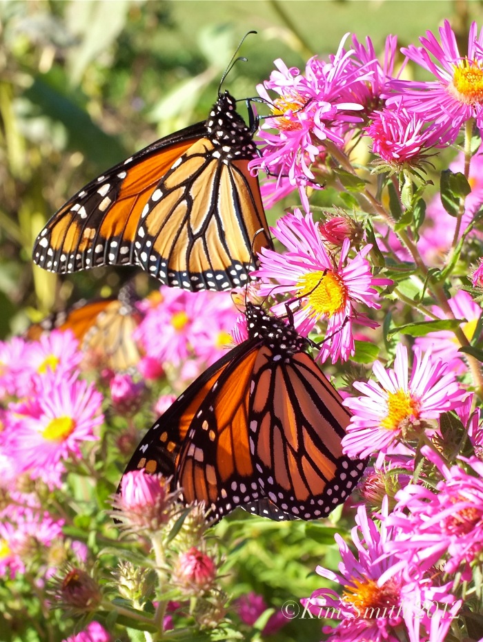 Monarch Butterflies New england Aster ©Kim Smith 2012