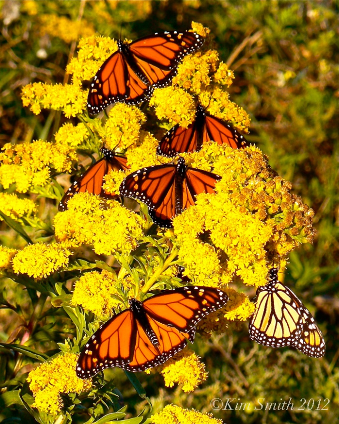 Monarch Butterfly Nectaring at Seaside Goldenrod ©Kim Smith 2011