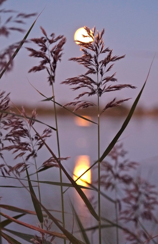Niles Pond Moon Beams ©Kim Smith 2013
