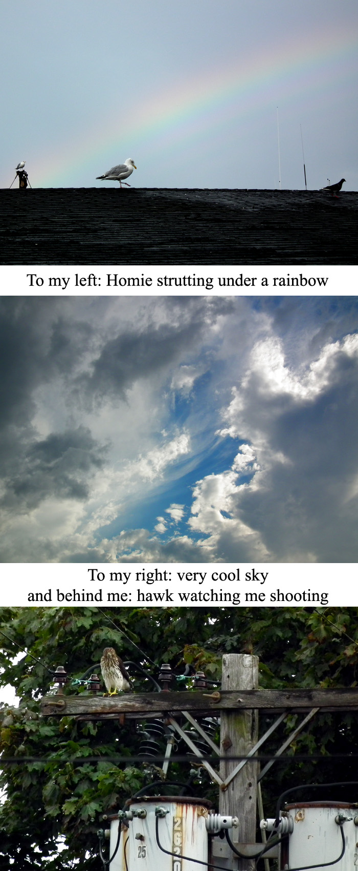 rainbow cool sky and hawk copy