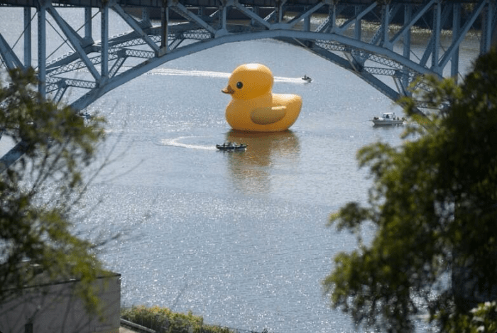 rubber duckpitt