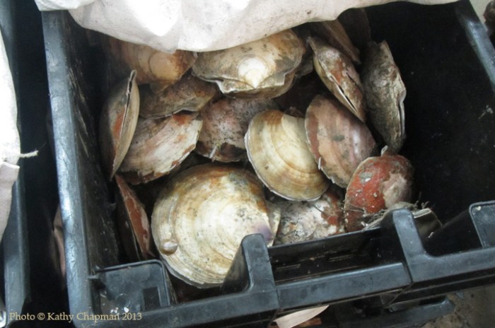 ScallopsCrateIntershell