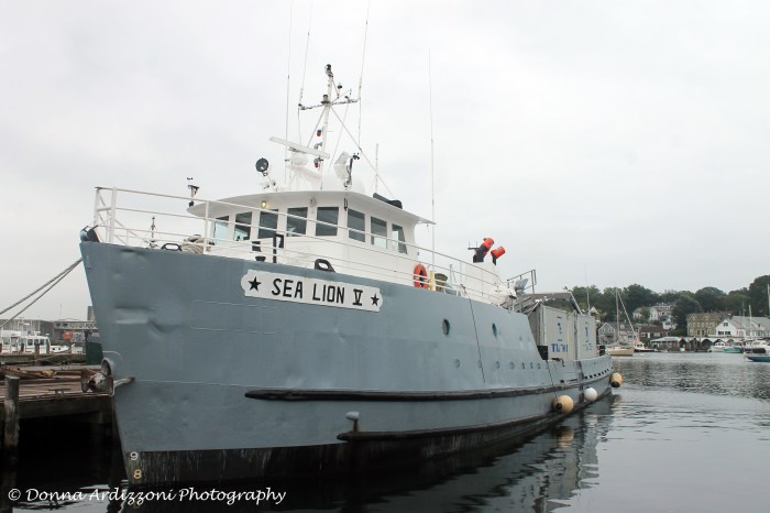 September 10, 2013 Sea Lion V