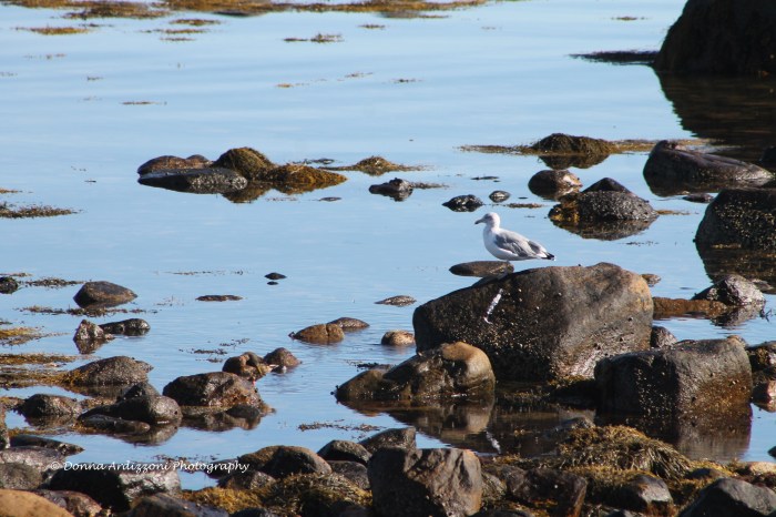 September 20, 2013 Hanging out at Brace Cove