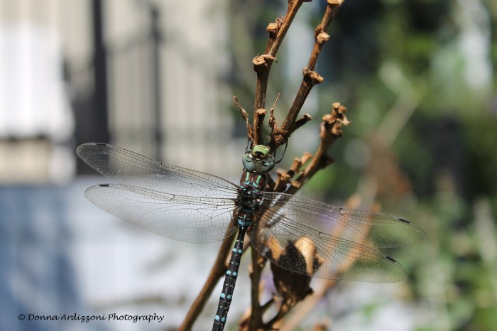 September 8, 2013 pretty dragon fly
