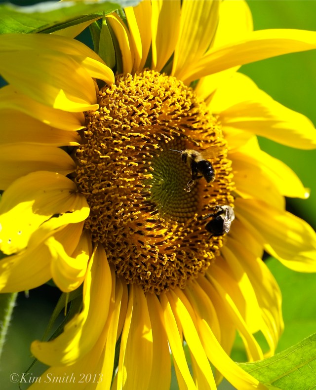 Sunflower and Bees ©Kim Smith 2013