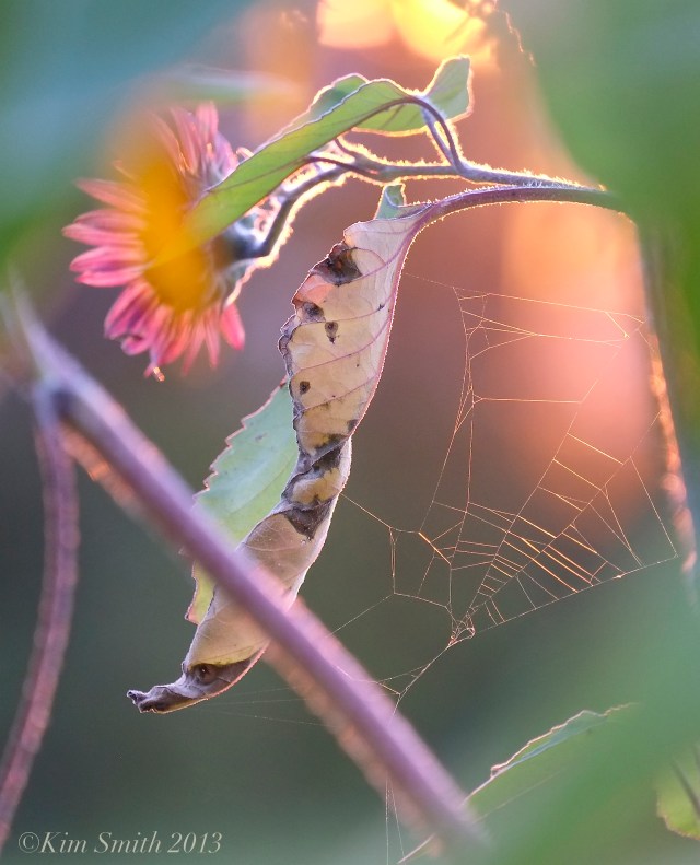 Sunflower and Web © Kim Smith 2013
