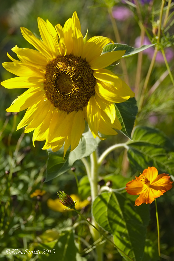 Sunflower Donovan Field ©Kim Smith 2013 copy