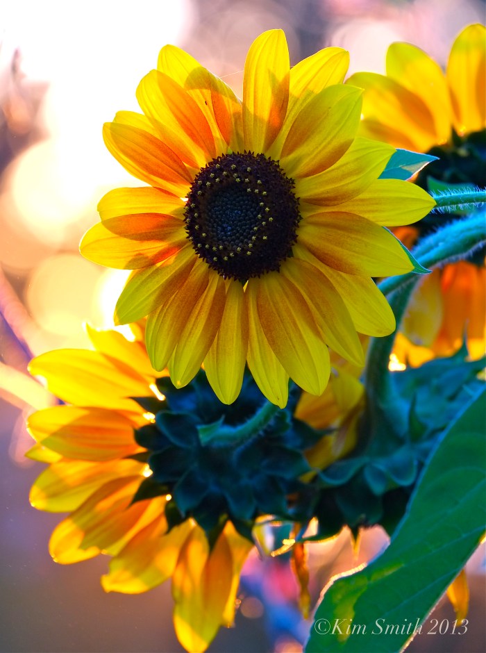 Sunflowers ©Kim Smith 2013 copy