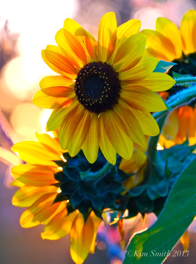 Sunflowers ©Kim Smith 2013 copy