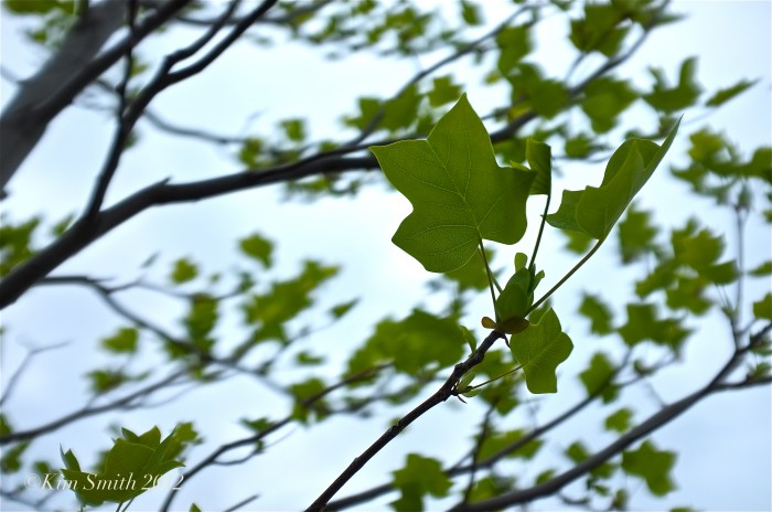 Tulip Tree Gloucester HarborWalk ©Kim Smith 2012 copy