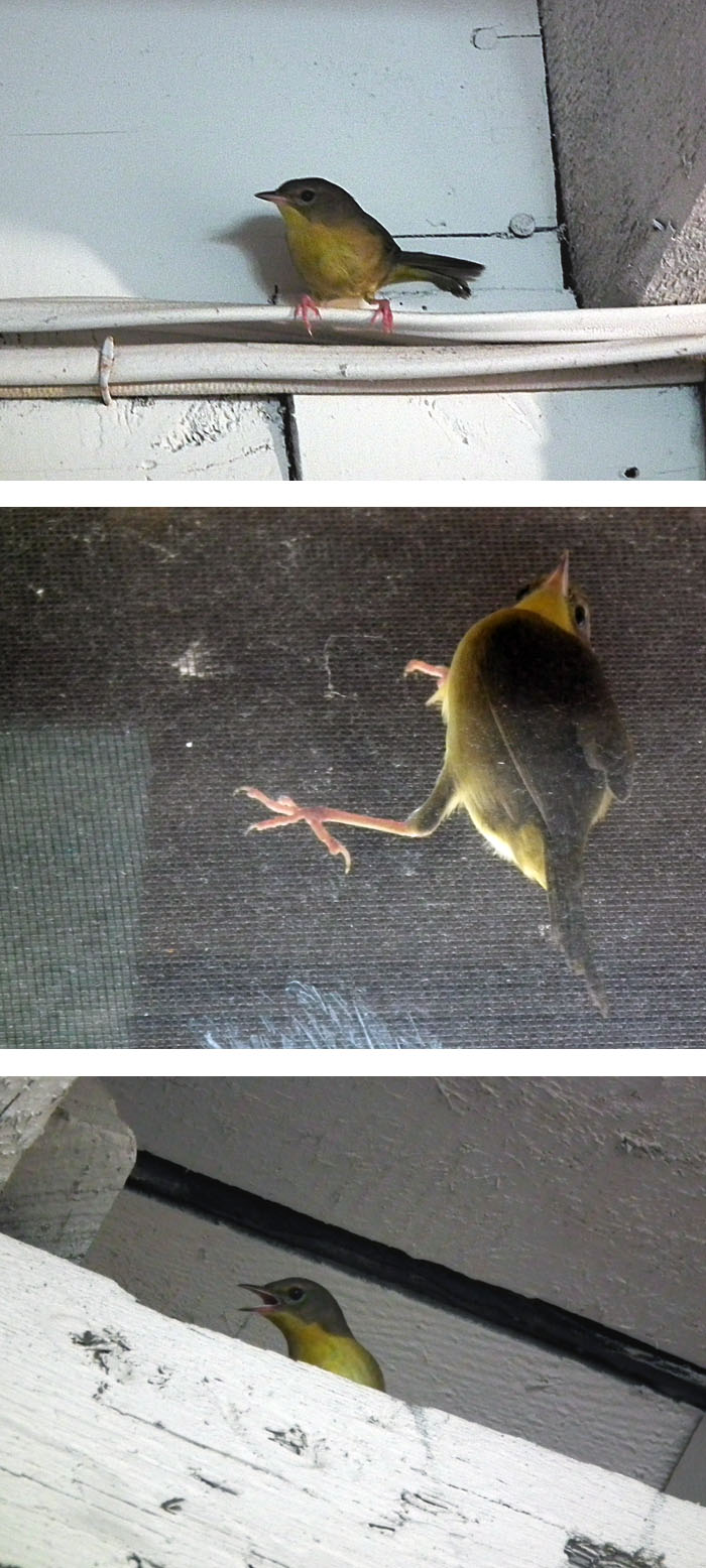 unidentified bird visitor