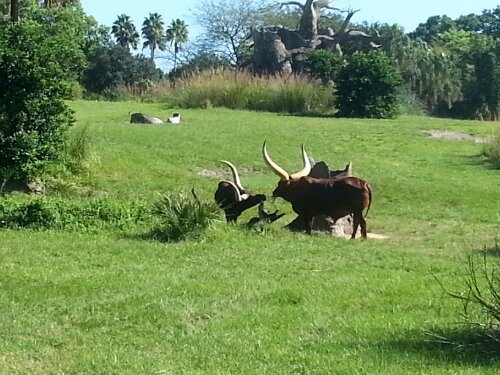 20130929_102339.jpg image