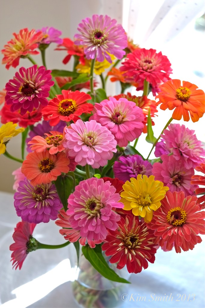 Zinnia elegans ©Kim Smith 2013 copy