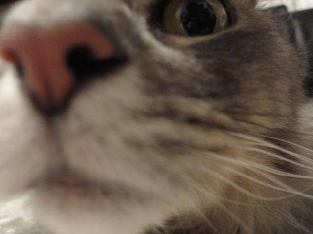 Natalia Carollo's Tofu