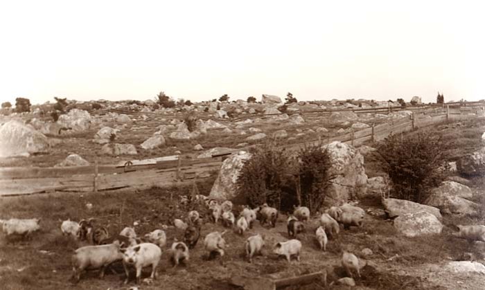 Dogtown was still used, even after it was abandoned. This photo, taken by Alice Curtis on July 30th, 1908, shows a cleared landscape and fenced roads. Just over the hill is the City of Gloucester. Now it's a nature preserve donated by Roger Babson. It's very overgrown and is  very interesting. Dogtown was part of early American history, not much of which was recorded. But when I go there, I can kind of feel it. It's eerie, and a lot of people feel the same way. 