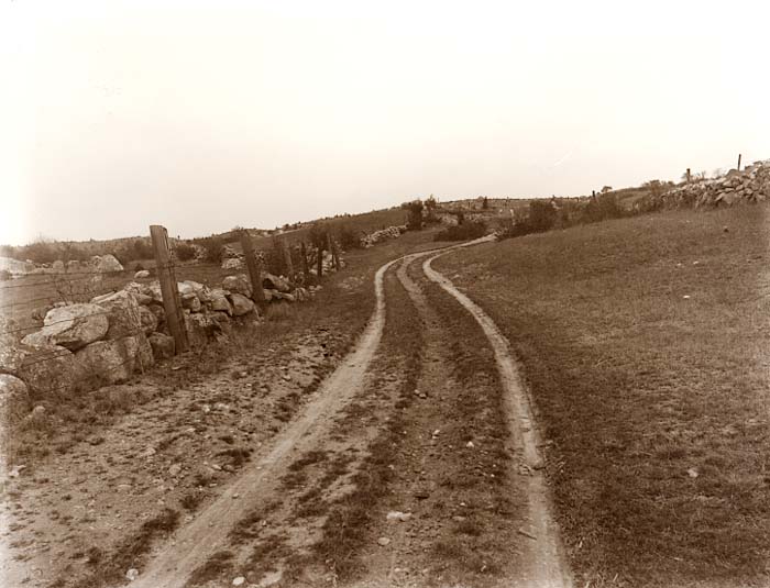 In 1914, Dogtown was still pretty bare. What an amazing landscape. I'm sure the Lanesville photographer John I. Coggeshall, leveled his camera and this is the true contour of the land  The tracks in the road look like it's used. I guess they were still raising pigs and vegetables. Nobody owned Dogtown, so why take your enterprise elsewhere, when cleared land with roads were available for free? Perhaps in our future, Dogtown may be used for a similar purpose.  