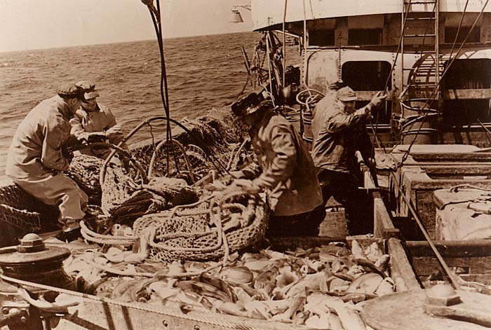 Once the cod are aboard the fishing vessel and out of the net, it's time to sort them. All photos by James H. Goodwin.