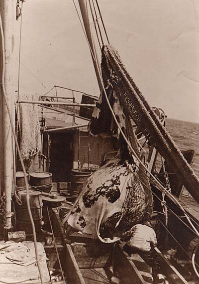 The cod end full of cod is being positioned over the checker boards. Just look at the size of that haul compared to the fisherman below. I'd love to ID this vessel. She was steel, and the photos were taken by James H. Goodwin in the early 1950's.