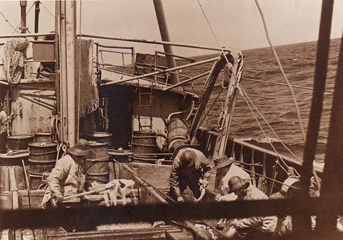 The fish are sorted into what were called checker boxes, to separate the cod by size and quality. Todays fishermen uses boxes or totes. Careful packing of the fish with ice is important to avoid physical damage and spoilage, in order to get the best price. 