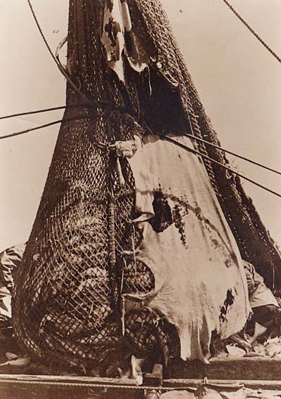 The cod end is hoisted over the vessels transom and deposited onto the deck. 