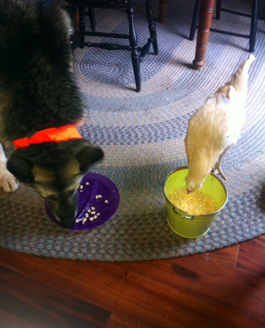 Alison Monell's Hogan and Josie