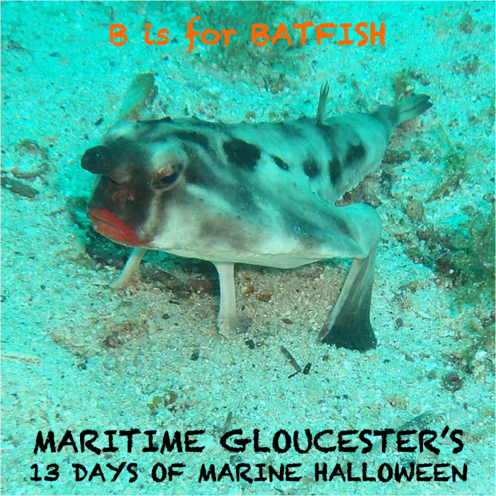batfish